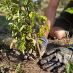 Tree planting grant program